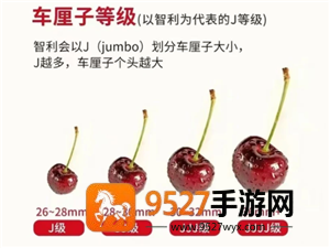 车厘子的j代表什么意思 车厘子的j级别是怎样的 车厘子的j代表什么意思 车厘子的j级别是怎样的