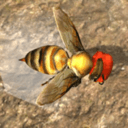 蜂巢模拟器3d(Bee Nest Simulation 3D)