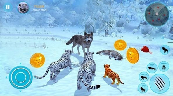 野生白虎家庭模拟Wild White Tiger Family Sim
