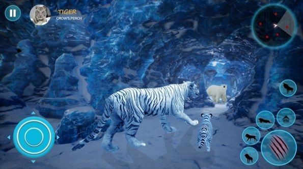 野生白虎家庭模拟Wild White Tiger Family Sim
